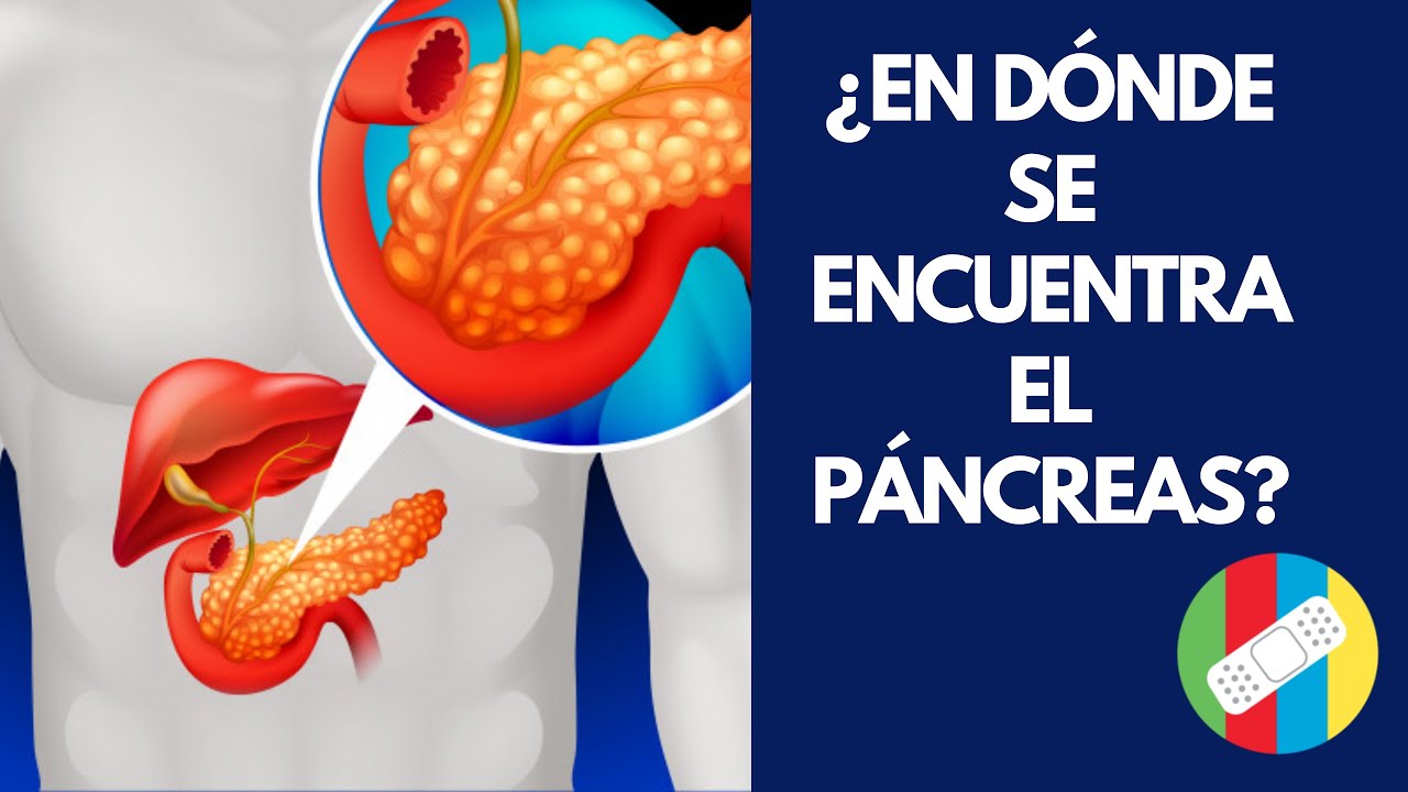 Descubre en qué lado del cuerpo se encuentra el páncreas: guía completa