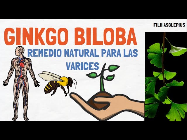 Ginkgo Biloba: La solución natural para aliviar las varices