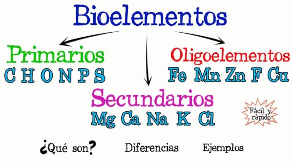 Cuales Son Los Elementos Biogenesicos Secundarios