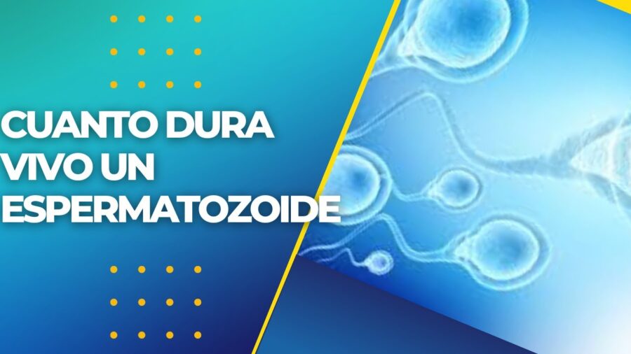 Descubre la verdad: ¿Cuánto tiempo duran vivos los espermatozoides
